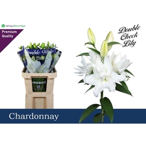 LI OR DU CHARDONNAY 5BL