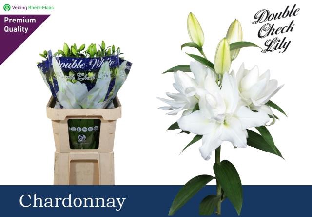 <h4>LI OR DU CHARDONNAY 5BL</h4>