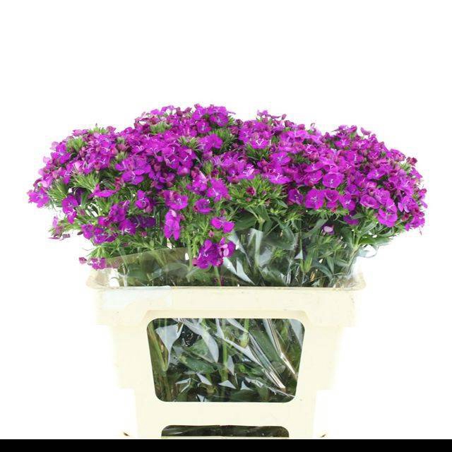 <h4>DI BARB AM NEON PURP</h4>