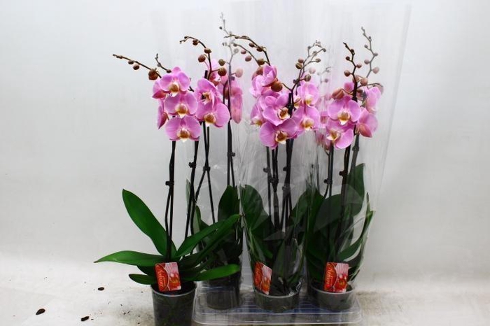 <h4>PHAL OV ROZE</h4>