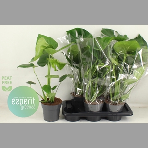 MONSTERA DELICIOSA