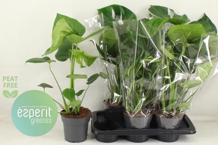 <h4>MONSTERA DELICIOSA</h4>