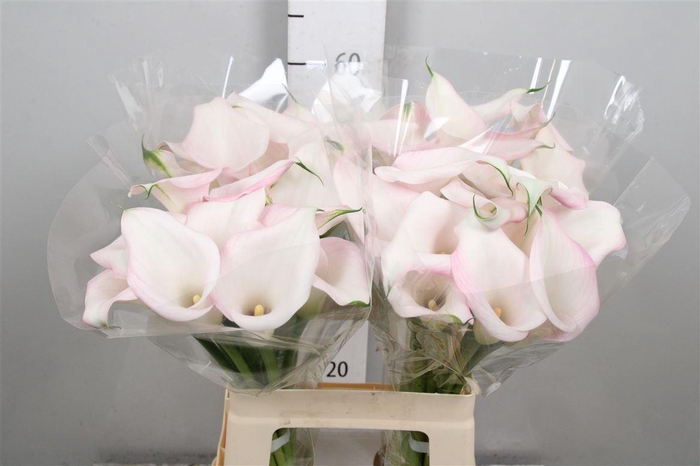 <h4>Zant Sweet Art</h4>