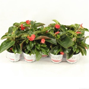 Begonia 'Dragon Wing'