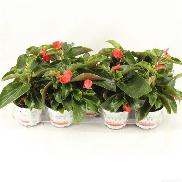 <h4>Begonia 'Dragon Wing'</h4>
