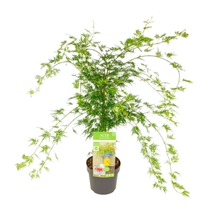 Acer palm. 'Emerald Lace'
