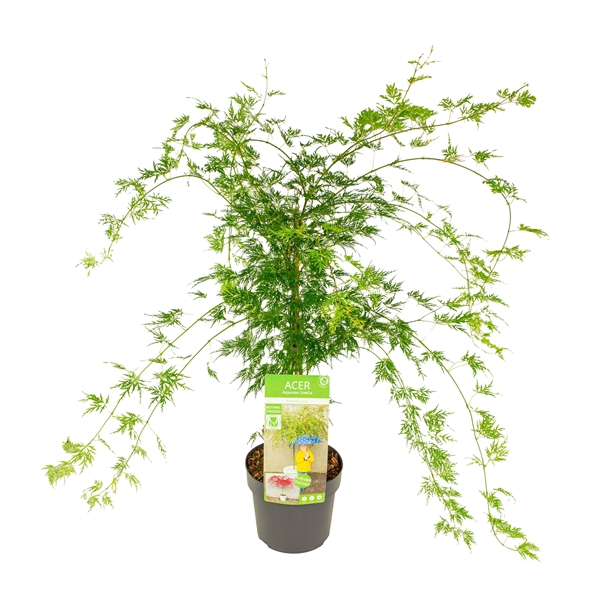 <h4>Acer palm. 'Emerald Lace'</h4>