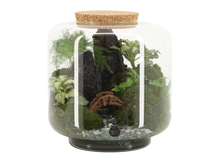 <h4>Opm Landscape Terrarium Arrangement</h4>