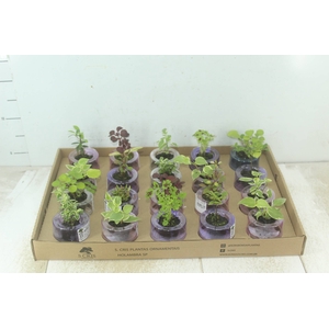 HIDROCULTURA VARIADO P05 PLANTA ORNAMENTAL