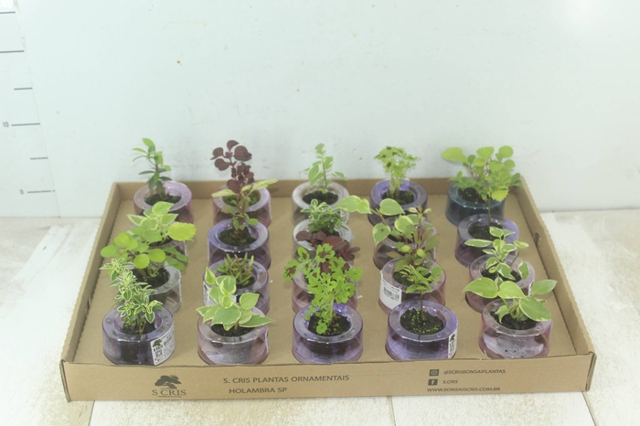 <h4>HIDROCULTURA VARIADO P05 PLANTA ORNAMENTAL</h4>