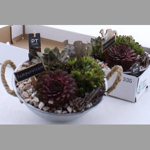 ARR SEMPERVIVUM