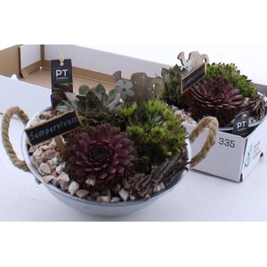 ARR SEMPERVIVUM