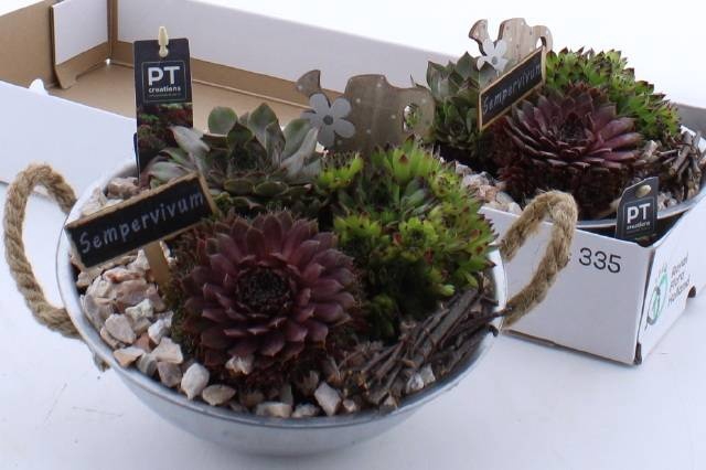 <h4>ARR SEMPERVIVUM</h4>