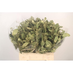 EUCA POPULUS BERRY V OLIVE METALLIC H%