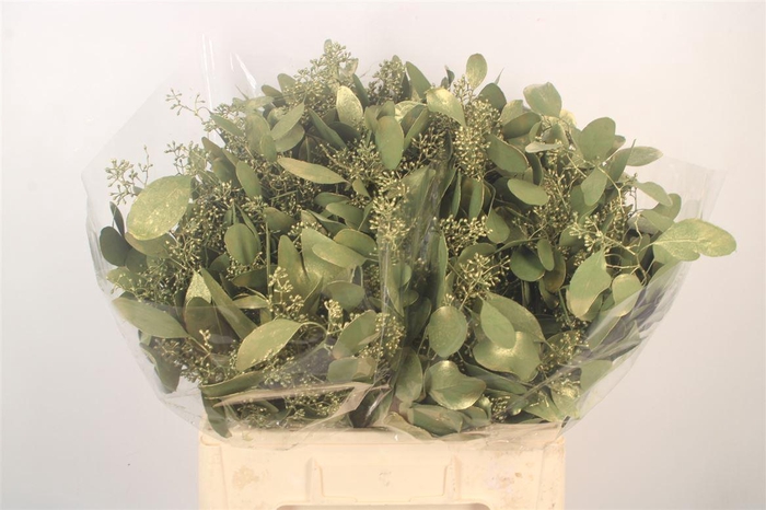 <h4>EUCA POPULUS BERRY V OLIVE METALLIC H%</h4>