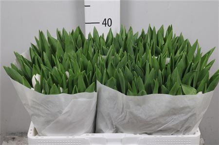 <h4>Tu En Royal Virgin</h4>