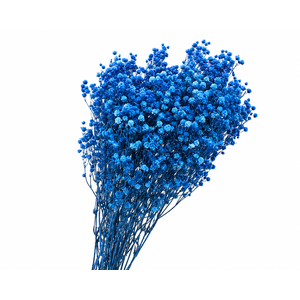 Dried Bleached Gypso Xlence Blue