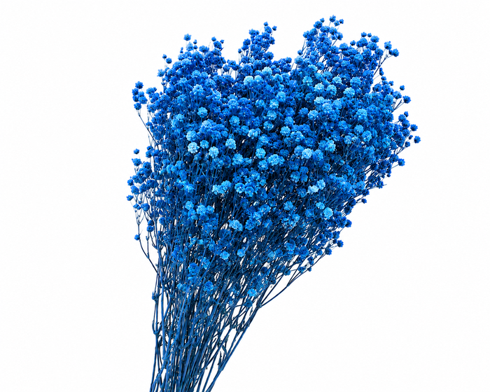 <h4>Dried Bleached Gypso Xlence Blue</h4>