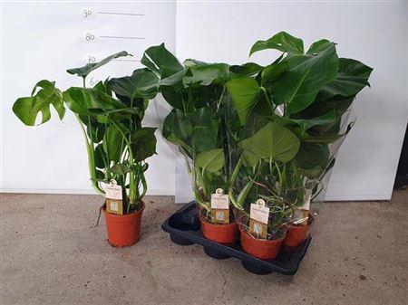 <h4>Monstera Deliciosa</h4>