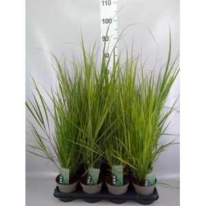 Panicum virgatum