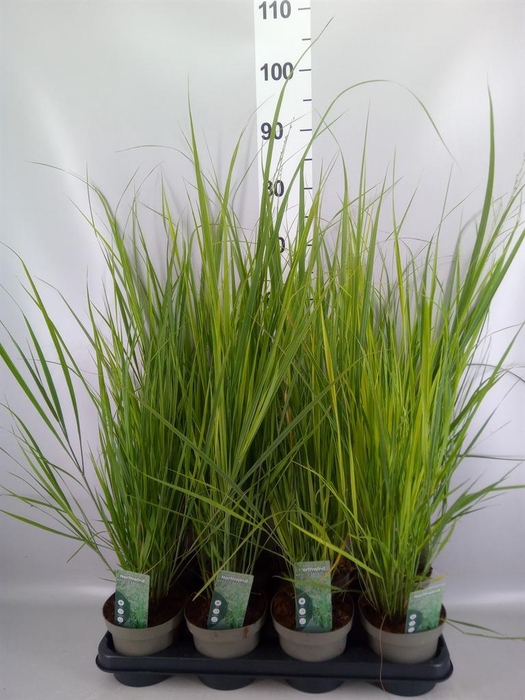 <h4>Panicum virgatum</h4>