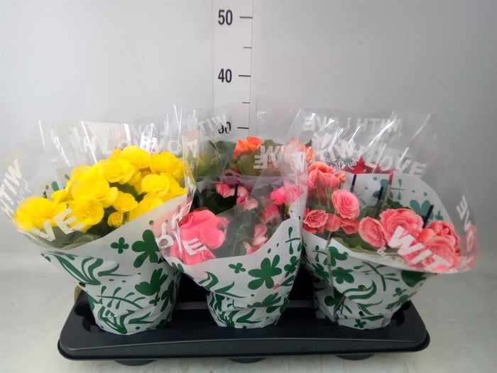 <h4>Begonia elat. DU   ...mix</h4>