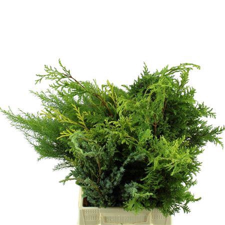 <h4>CONIFEER MIX</h4>