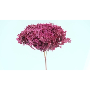 Hydrangea Anna Preserved Dark Raspberry