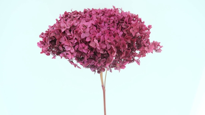 <h4>Hydrangea Anna Preserved Dark Raspberry</h4>