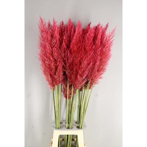 Cortaderia Selloana Red