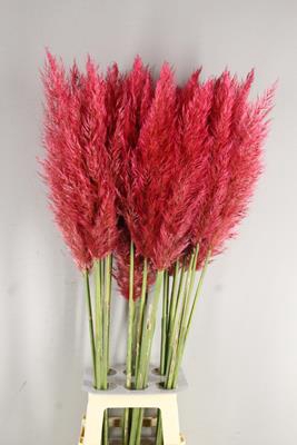 <h4>Cortaderia Selloana Red</h4>