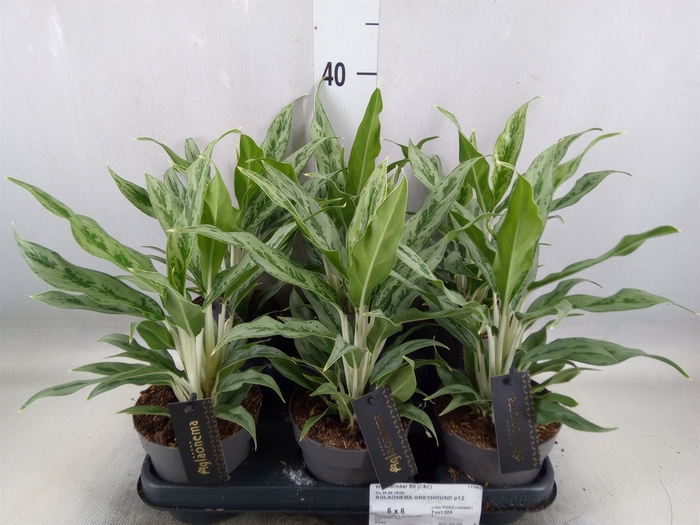 <h4>Aglaonema  'Greyhound'</h4>