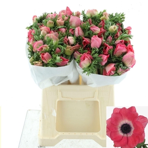 ANEM CO MIS + PINKIE