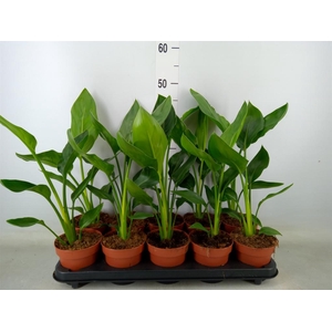 Strelitzia reg.   ...no flowers