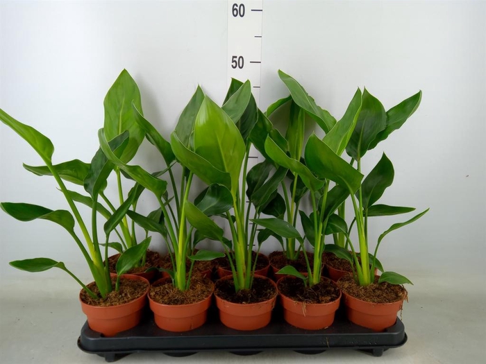 <h4>Strelitzia reg.   ...no flowers</h4>