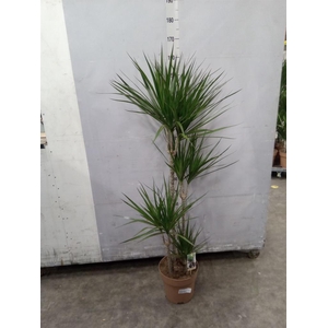 Dracaena marg.