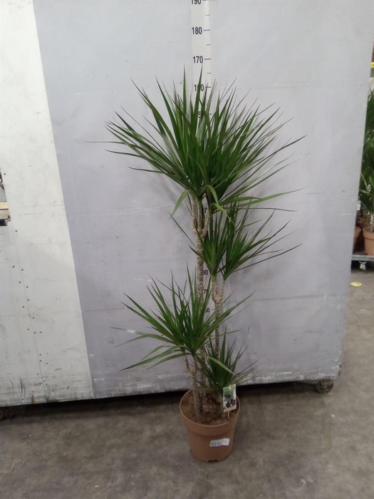 <h4>Dracaena marg.</h4>