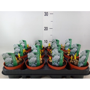 Puschkinia scilloides