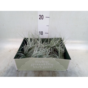 Tillandsia