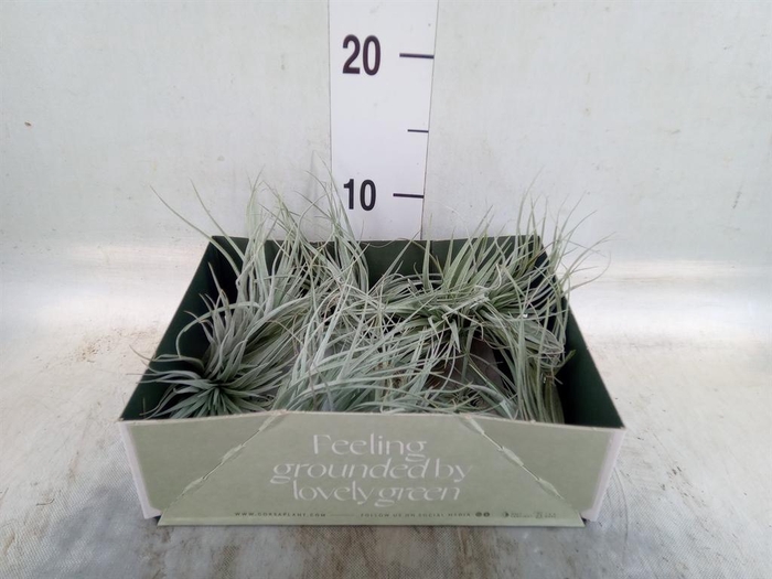 <h4>Tillandsia</h4>