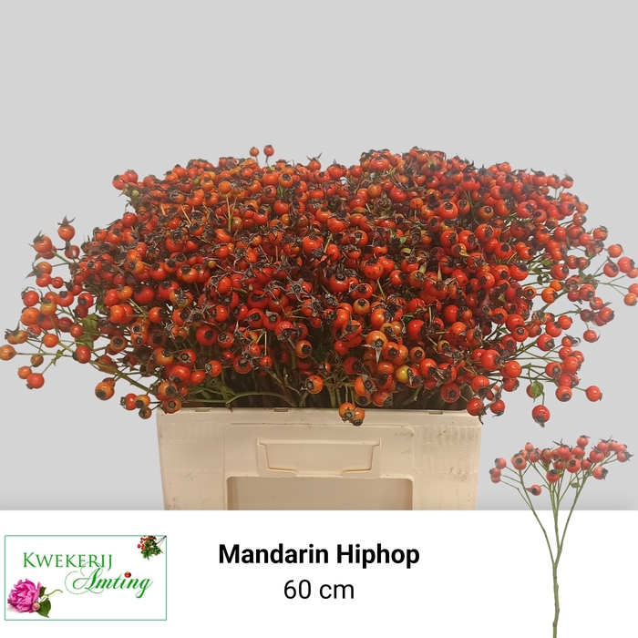 <h4>ROSA MANDARIN HIPHOP</h4>