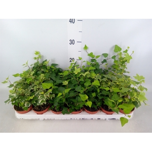 Hedera   ...mix