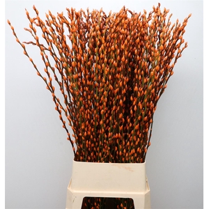 Salix Snow Flake Klb Orange