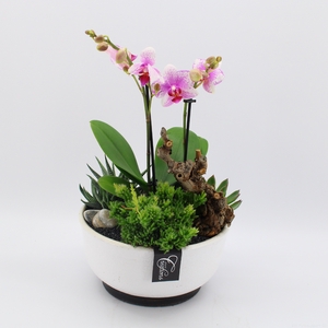 PHAL-2440 Phalaenopsis creatie