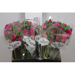 Anem Co Galil Purper