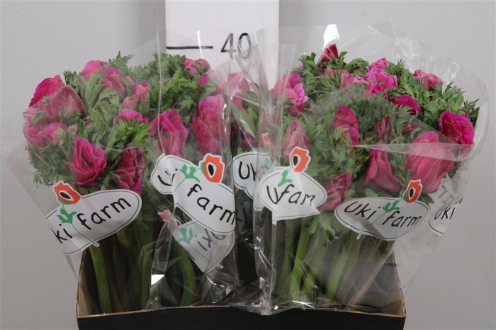 <h4>Anem Co Galil Purper</h4>