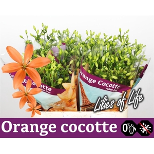 Li Az Orange Cocotte