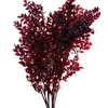 Pres Ruscus Soft Bleached Bordeaux Per Stem