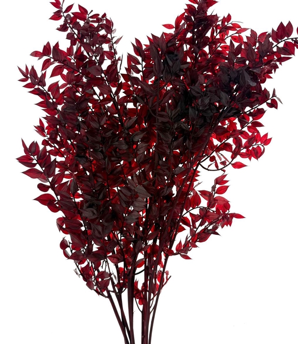 Pres Ruscus Soft Bleached Bordeaux Per Stem