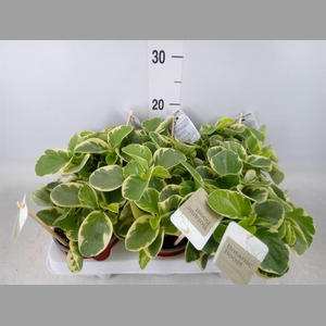 Peperomia obt. 'Variegata'